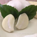 Export Wholesale Fresh Normal White Garlic